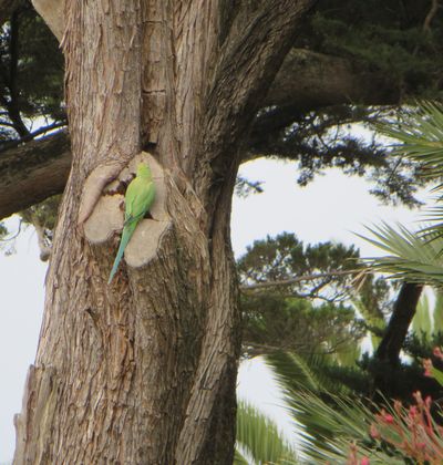 Parrot Estoril gardens